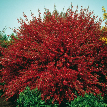 Cytisus Boskoop Ruby - Img 6