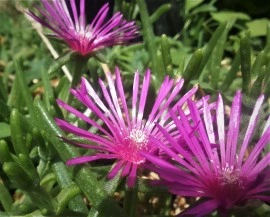 Delosperma Cooperi-Floarea de cristal - Img 2