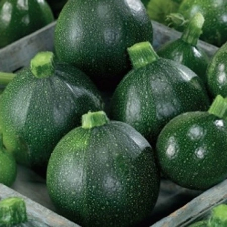 Dovlecel zucchini Piacenza Round Dark - Img 4