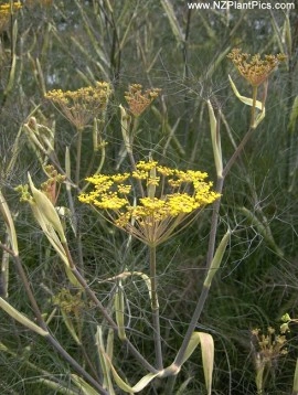 Fenicul Purpureum-Bronze fennel - Img 5
