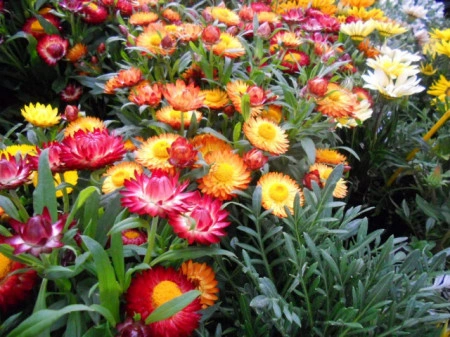 Flori de pai-Helichrysum bracteatum mix - Img 2