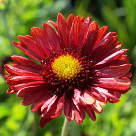 Gaillardia Aristata Burgunder - Img 4