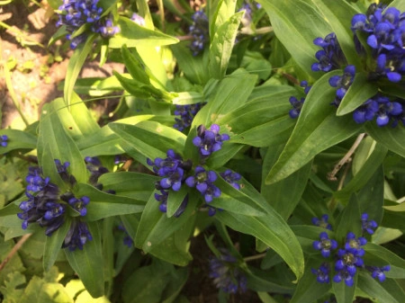 Gentiana Dahurica - Img 4