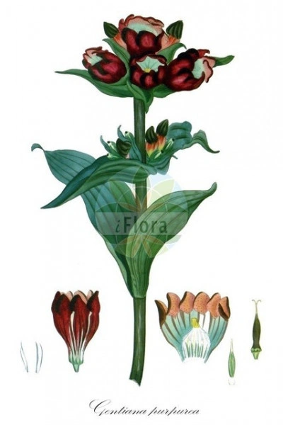 Gentiana Purpurea - Img 2
