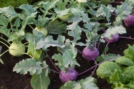 Gulie Purple - Img 3