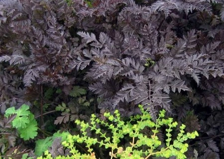 Hasmatuchi purple-Anthriscus Sylvestris RavensWing - Img 2