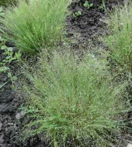 Iarba decorativa Agrostis nebulosa - Img 3