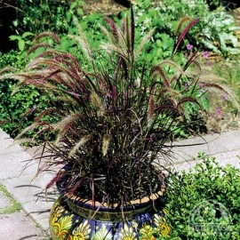 Iarba decorativa Pennisetum Setaceum Rubrum - Img 2
