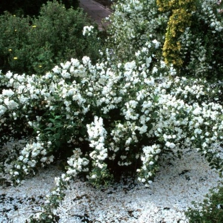 Iasomie batuta-Philadelphus Snowbelle - Img 2