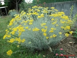 Imortela-Helichrysum italicum - Img 8