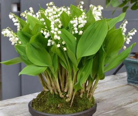Lacramioara-Convallaria majalis - Img 3