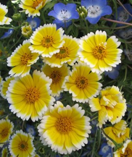 Layia Platyglossa