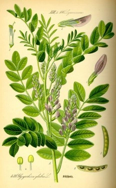 Lemn Dulce-Glycyrrhiza Glabra - Img 3
