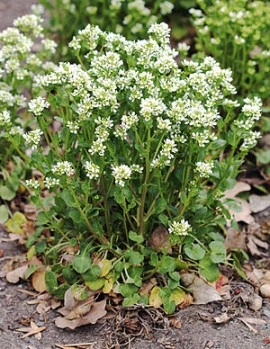 Lingureaua-Cochlearia officinalis - Img 6