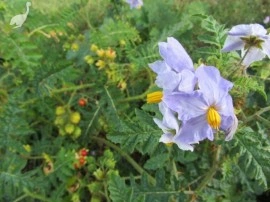 Litchi Tomato-Solanum Sisymbriifolium - Img 4