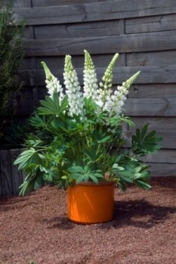 Lupin peren-Lupinus polyphyllus mix - Img 2