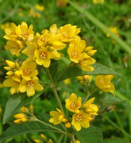 Lysimachia vulgaris