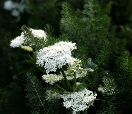 Meum athamanticum - Img 3