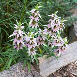 Monarda punctata-Spotted Bee Balm - Img 6