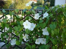 Moonflower-Ipomoea alba - Img 5