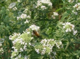 Mountain Mint-Pycnanthemum mix - Img 2