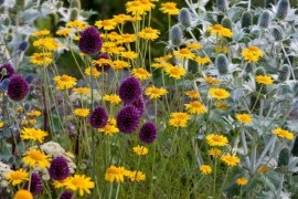 Musetel galben-Anthemis tinctoria - Img 2