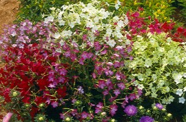 Nicotiana alata-Regina noptii Tinkerbell F2