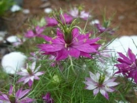 Nigella Damascena-Negrilica de Damasc - Img 2