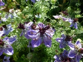 Nigella Hispanica Blue - Img 2
