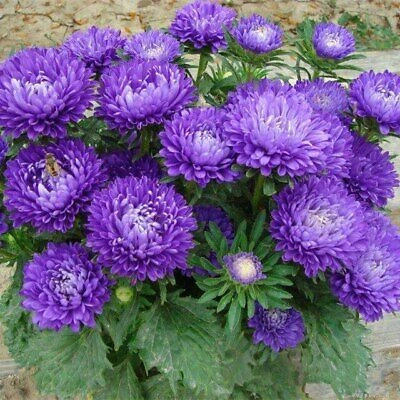 Ochiul boului-Callistephus chinensis Paeony Blue - Img 2