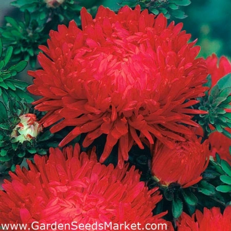 Ochiul boului-Callistephus chinensis Paeony Red - Img 2