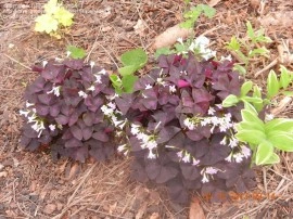 Oxalis Triangularis - Img 6