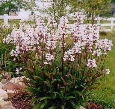 Penstemon Mystica  - Img 2