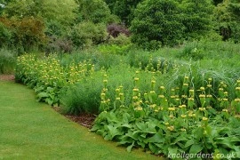 Phlomis russeliana-Ierusalim Salvie - Img 2