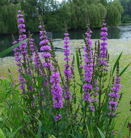 Rachitan-Lithrum Salicaria - Img 2