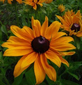 Rudbeckia Hirta Marmalade