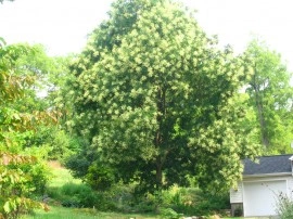 Salcam japonez-Sophora japonica - Img 2