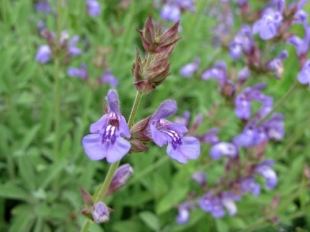 Salvia Lavandulifolia - Img 2