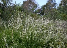 Salvia Mellifera-Black Sage - Img 3