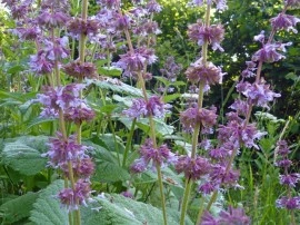 Salvia Verticillata Purple Rain - Img 7