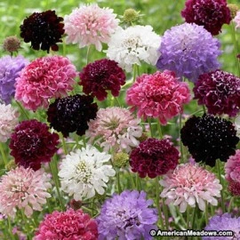 Scabiosa atropurpurea mix - Img 8