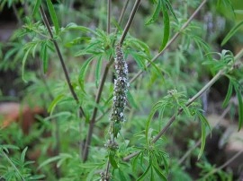 Schizonepeta tenuifolia-Jing Jie - Img 2