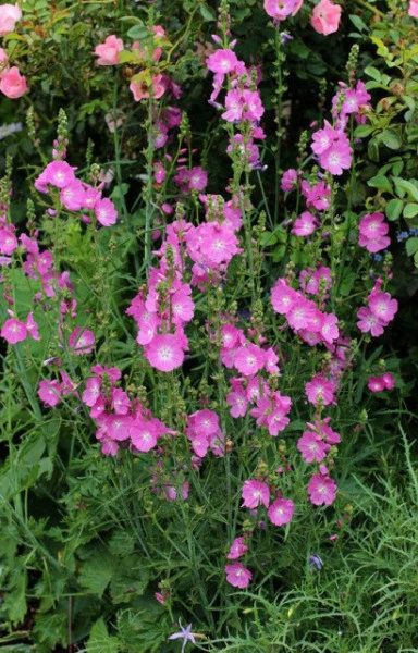 Sidalcea Malviflora Rosanna - Img 3