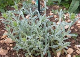 Sideritis Syriaca-Mountain tea - Img 3