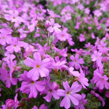 Silene Schafta Splendens