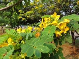 Siminichia-Cassia angustifolia - Img 4