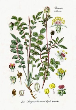 Sorbestrea-Sanguisorba minor - Img 4