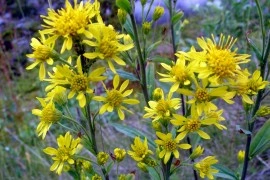 Splinuta-Solidago Virgaurea - Img 2