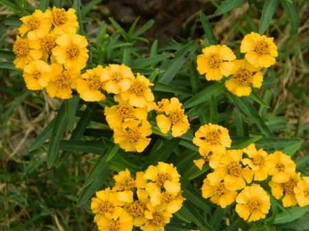 Tarhon Mexican-Tagetes Lucida - Img 2
