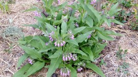 Tataneasa-Symphytum officinale